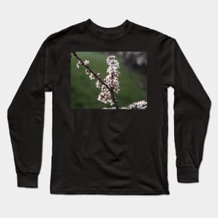 Cherry tree in spring Long Sleeve T-Shirt